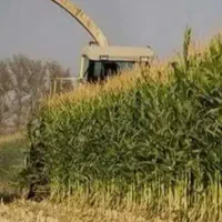 حراج ذرت علوفه‌ای  خیلی خیلی پر دانه برای دام