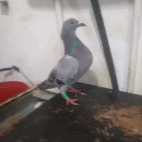 پولک کم خال