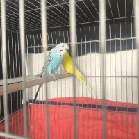 مرغ عشق|پرنده|داراب, |دیوار