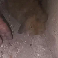 نژاد اصل|موش و خرگوش|اهر, |دیوار