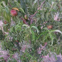 باغ هماشهر ۱۰۰۰ مترمربعی|فروش زمین و ملک کلنگی|شیراز, اصلاح‌نژاد|دیوار
