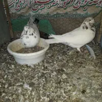 دوجفت‌کبوتر‌کاشونی‌اصل‌ویک‌جفت‌پاکستانی‌اصل|پرنده|بروجن, |دیوار