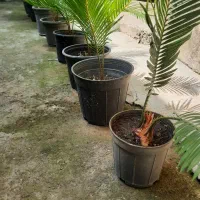 پیاز سیکاس