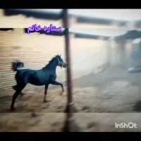 کره مادیان|اسب و تجهیزات اسب‌سواری|فلاورجان, |دیوار