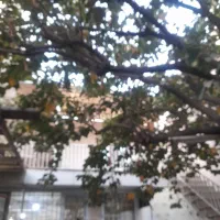 اجاره ویلایی|اجارهٔ خانه و ویلا|کرج, کرج نو|دیوار