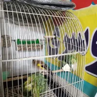 سهره زیبا|پرنده|قم, نیروگاه|دیوار