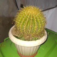 گل های آپارتمانی و..