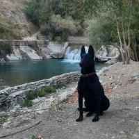 سگ ماینوز مشگی|سگ|آبیک, |دیوار