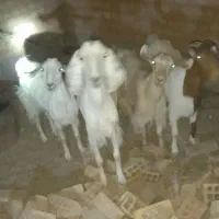 4عدد بز خوب نژاد دار شیری دوعدکره یک نره ی ماده|حیوانات مزرعه|زرند, |دیوار