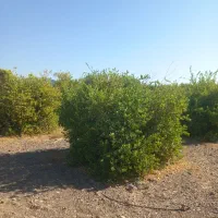 باغ آبنما شهرک ۱۳آبان