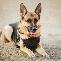 سگ ژرمن خریدم اما احساس میکنم دزدیدنش