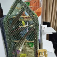 قفس پرنده کاملا چوبی|لوازم جانبی حیوانات|پاکدشت, شهرک امام رضا|دیوار