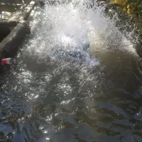 فروش ماهی قزل الا زنده برای همشهریان اسدآبادی