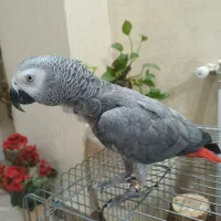 جوجه کاسکو حلقه پا کلام بالا نابغه|پرنده|تهران, شهرک دریا|دیوار