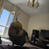 عروس هلندی یکساله رام/جوجه دون خور/رام|پرنده|هشتگرد, شهرک ایران خودرو|دیوار