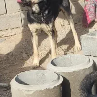 سگ سرابی|حیوانات|ملکان, |دیوار