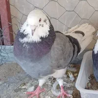 کبوتر گم کردم|پرنده|اصفهان, شاهد|دیوار