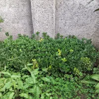 شمشاد طلایی و سبز|گل و گیاه طبیعی|املش, |دیوار