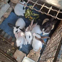 سفیدمشکی|موش و خرگوش|لوندویل, |دیوار