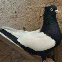 سینه ای|حیوانات|شیراز, شاهچراغ|دیوار