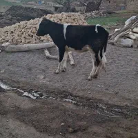 گوساله 14ماهه