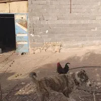 سگ نر|حیوانات|مشهد, ایوان|دیوار