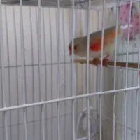 قناری رد فاکتور وموزایکی اورجینال|پرنده|مشهد, رسالت|دیوار