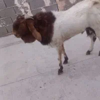 نری پاکستانی اصل