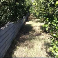 فروش فوری باغ|فروش زمین و ملک کلنگی|هادی شهر, |دیوار