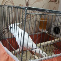 عروس هلندی آلبینو