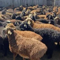 بره پرواری برای قربونی|حیوانات مزرعه|قزوین, |دیوار