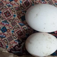 تخم غاز محلی