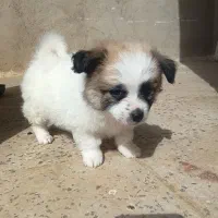 سگ پامر|سگ|اسدآباد, |دیوار