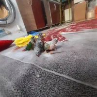 طوطی گرینچک مولد|پرنده|شهریار, شهرک امیریه|دیوار