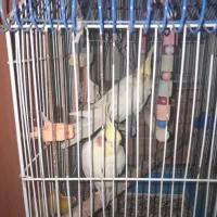 یه جفت عروس لوتینو مولد سخنگو