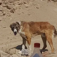سگ گله ای دهن پاک