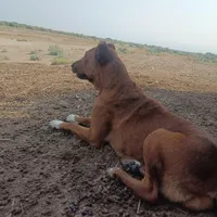 سگ ماده مخصوص کوته گرفتن نژادافغان