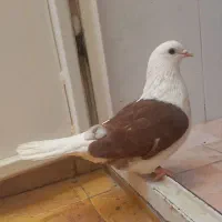 کفتر پشت سرخ|پرنده|طبس, |دیوار