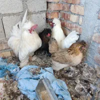 مرغ و خروس پاکوتاه چینی|حیوانات مزرعه|پیرانشهر, |دیوار