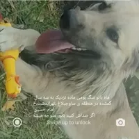 سگ گمشده ی من ماه بانو(مژدگانی بالا)|حیوانات|هشتگرد, |دیوار