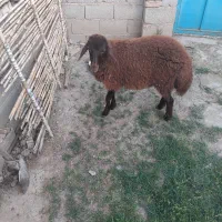 فروش کاه گندم معاوضه با گوسفند