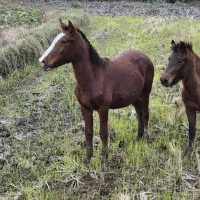 کره نریان ۱۹ ماهه بسبار درشت محلی