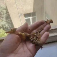 حلزون آچیتانا
