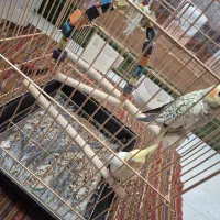 یک جفت عروس هلندی|پرنده|اسلام‌‌آباد غرب, |دیوار