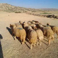 بره نر باب پروار