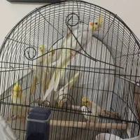 جوجه نرماده ۴تا۵ ماهه