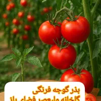بذر گوجه فرنگی گلخانهای و فضای باز