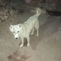 واگذاری سگ نگهبان|سگ|قهستان, |دیوار