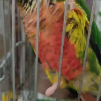 گرینچیک با کلیه لوازم و قفس به قیمت توافقی|پرنده|قم, نخودی|دیوار