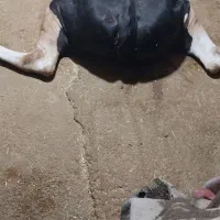 گاو|حیوانات مزرعه|سرپل ذهاب, |دیوار